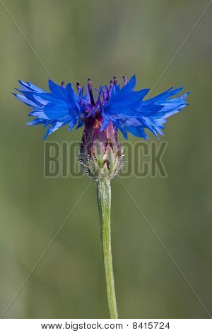 Centaurea Cyanus