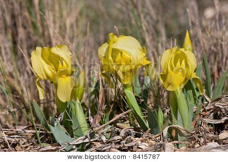 Iris Lutescens