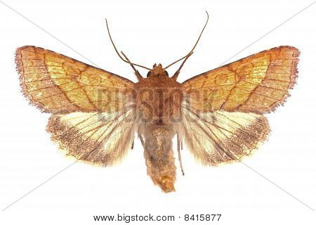 Pyrrhia Umbra