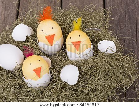 Hatching Easter Egg Chicks
