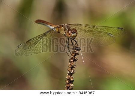 Sympetrum Striolatum
