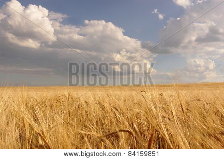 Ripe Wheat Field