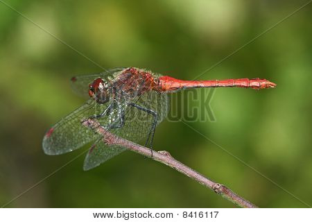 Sympetrum Sanguineum