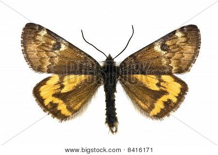 Archiearis Parthenias