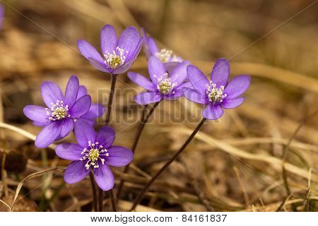 blue anemones