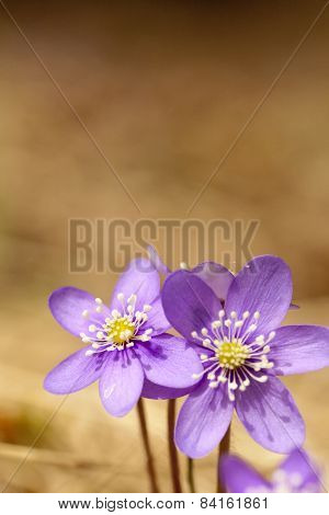 hepatica nobilis