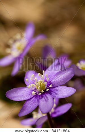 hepatica nobilis