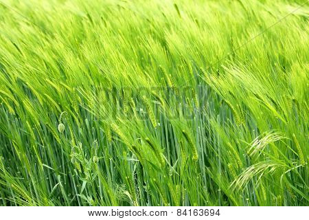 Wheat field
