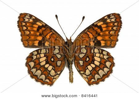 Chlosyne Palla