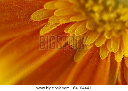gerbera flower