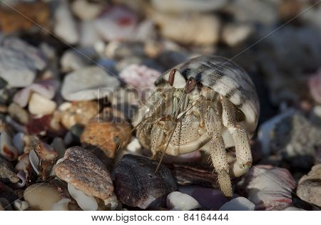 crayfish