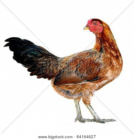 Bantam hens (Die cutting)