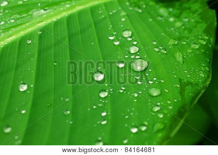Water drops on green leaf