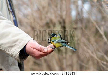 Tit