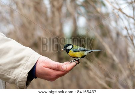 Tit