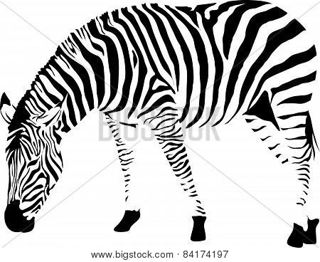 zebra