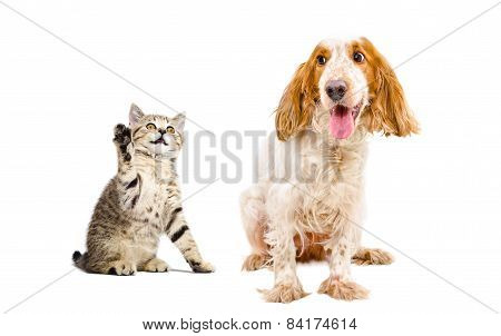 Kitten attacks the dog