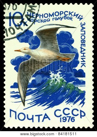 Vintage  Postage Stamp. Slender-billed Gull.