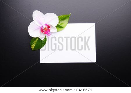 스파