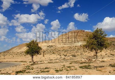 Negev Desert . Mountain  Avdat With Antic  Nabatean City