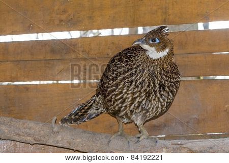 Himalayan Monal (lophophorus Impejanus)