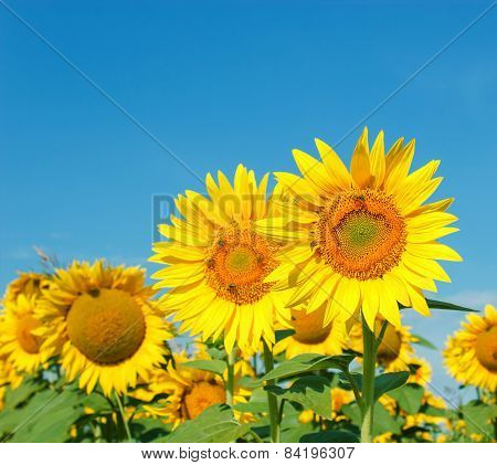 Beatiful sunflowers