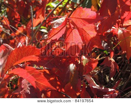 Cobweb On The Foliage Of Parthenocissus