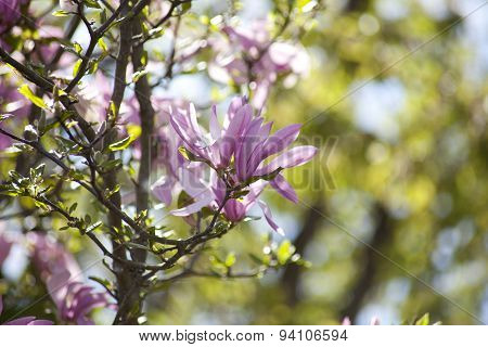 Magnolia Flower Buds