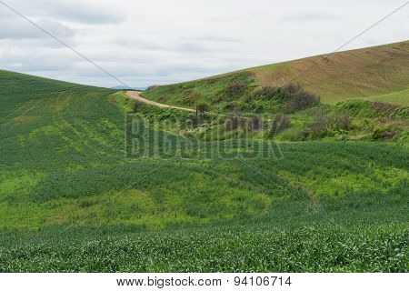 Wheat Fields