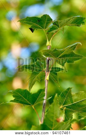 Colorful Fresh Green Young Pine Branch With A Young Bud Close-up, Sergiev Posad, Moscow Region, Russ