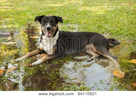 Thai Street Dog Lying On Flood Water In Garden Field