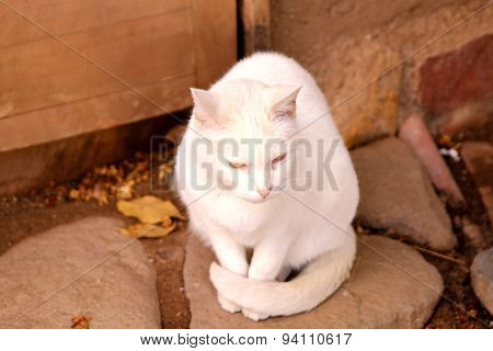 Cute White Cat With Brigth Yellow Eyes
