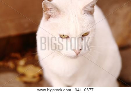 Cute White Cat With Brigth Yellow Eyes