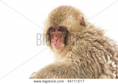 Japanese Snow Monkey Macaque at Jigokudani  Yudanaka Nagano Japan