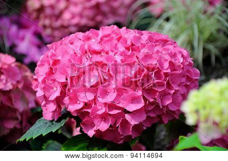 Beautiful Pink Hydrangea Flowers In Palmen Garten, Frankfurt Am Main, Hessen, Germany