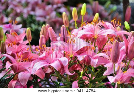 Pink Lily Flowers In Closeup In Palmen Garten, Frankfurt Am Main, Hessen, Germany