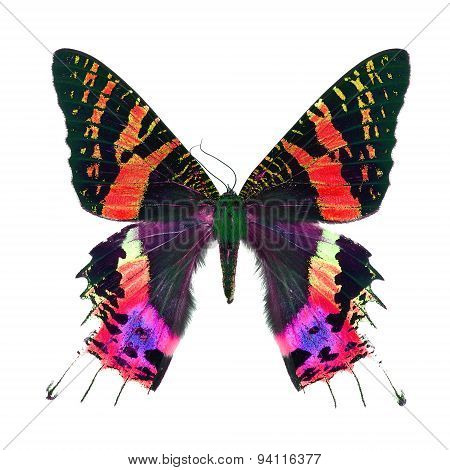 Fancy Butterfly Isolated On White