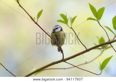 Bluetit On A Green Branch