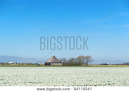 Typical Dutch farmhosue in the flower fields
