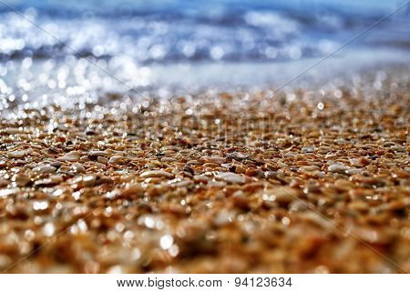 Narrow Focus On The Seashell