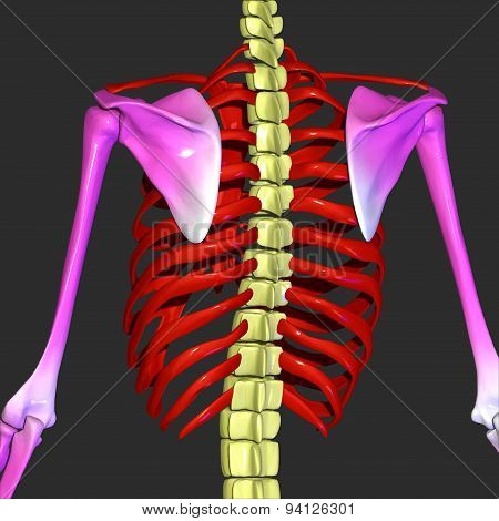 Rib cage, back bone and hands