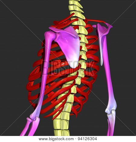 Rib cage, back bone and hands