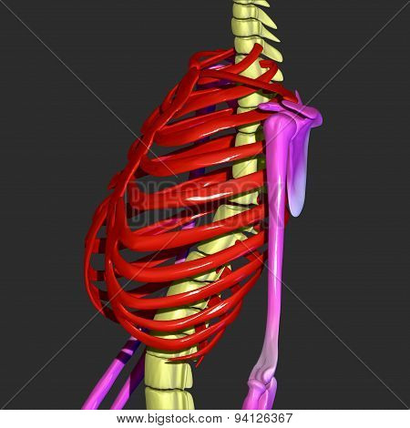 Rib cage, back bone and hands