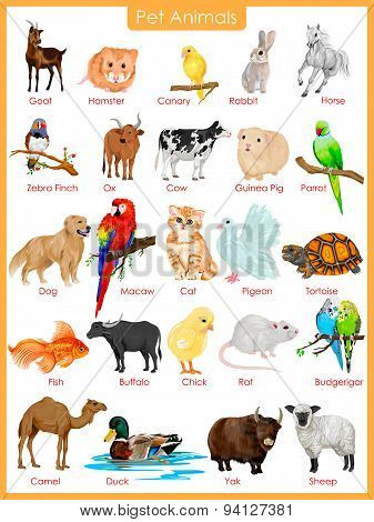 Chart of pet animals