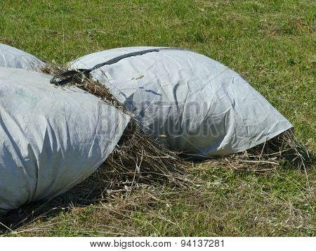 Dry grass in Kray on the island Pasman