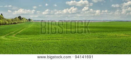 Green Wheat Field