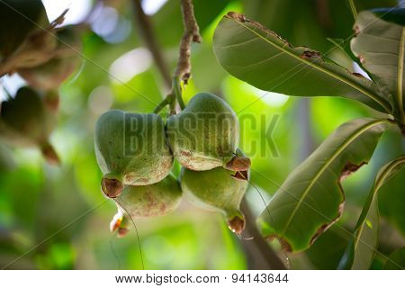 Fruits Barringtonia, Barringtonia asiatica also known as BOTONG or Sea Poison Tree
