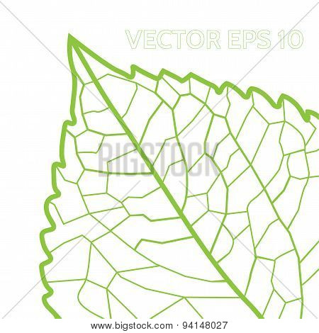 green leaf with veins on a white background