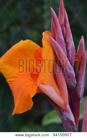 Beautiful orange gladioli flower on green background