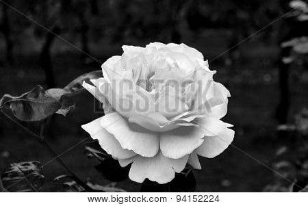 White rose in my garden